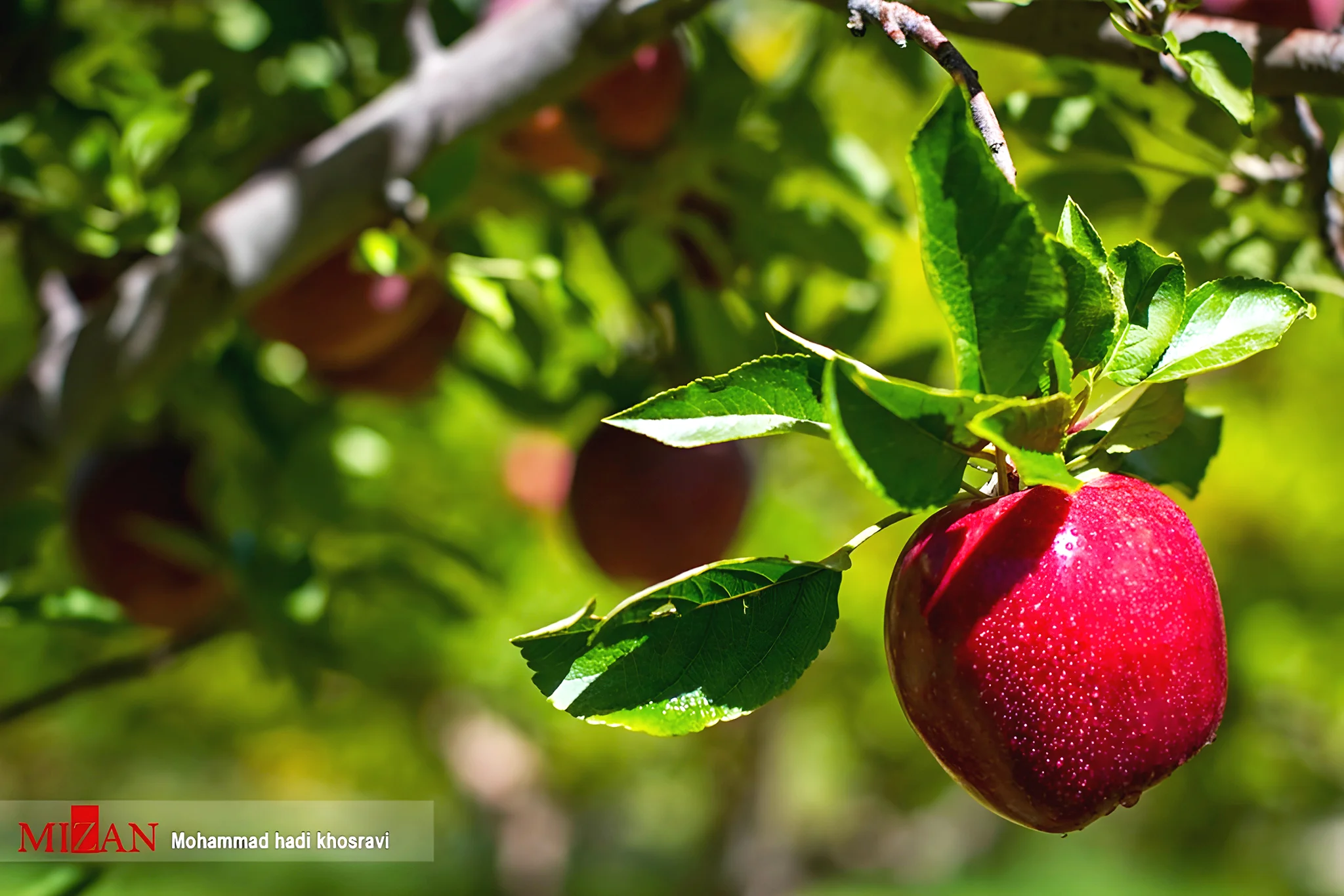 Dezhkord Apples - A Premium Gateway to Strategic Trade