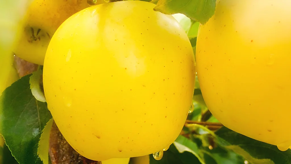 Dezhkord Apples (Yellow)
