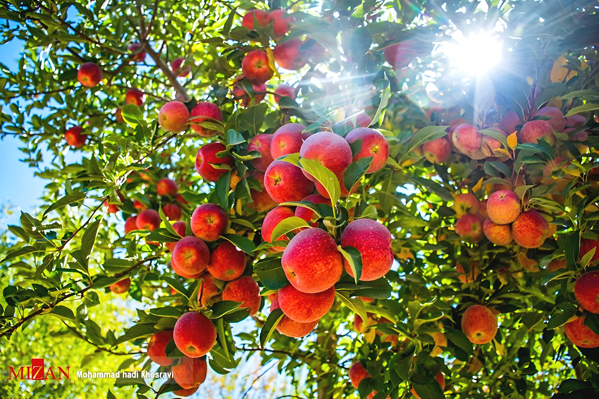 Dezhkord Orchard - Apple Tree