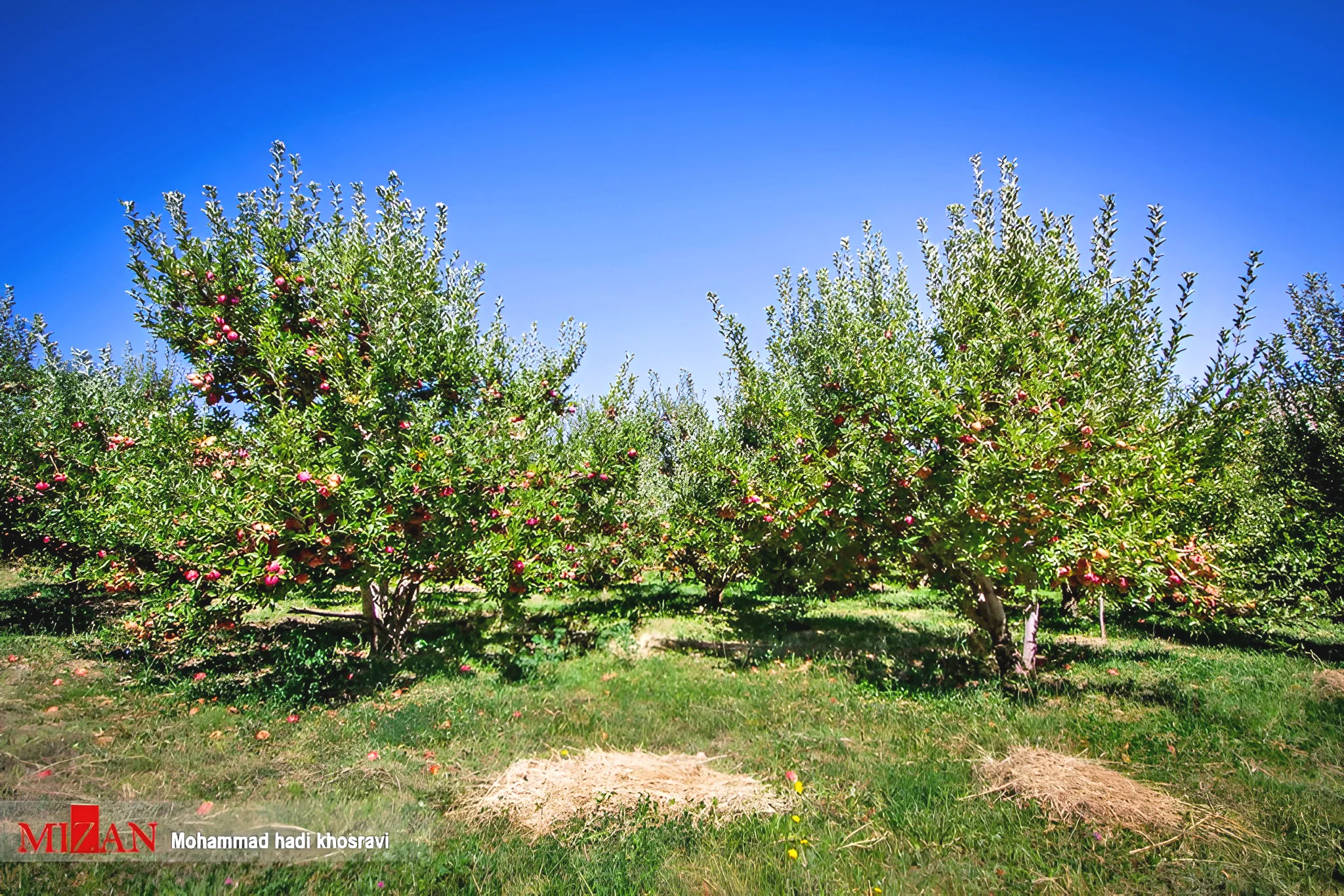 Dezhkord Orchard of Apples