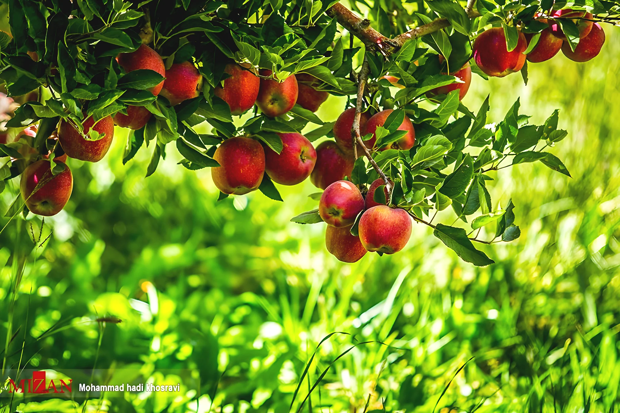 Product Introduction - Premium Dezhkord Apples