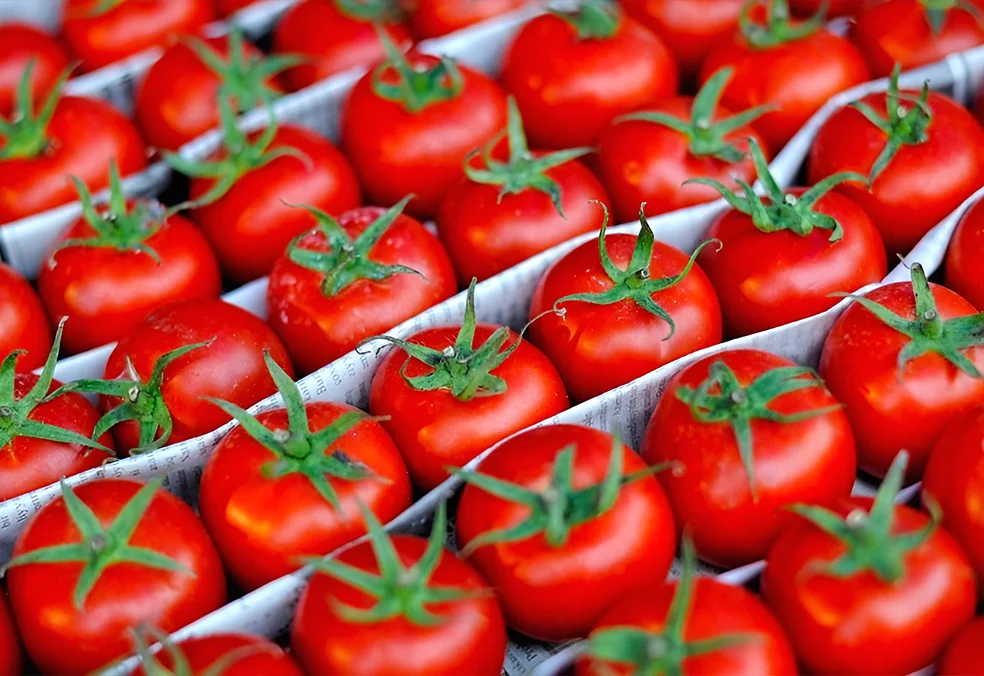 Import-Tomato-from-Iran-Fars